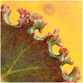 manicata x jean lotte